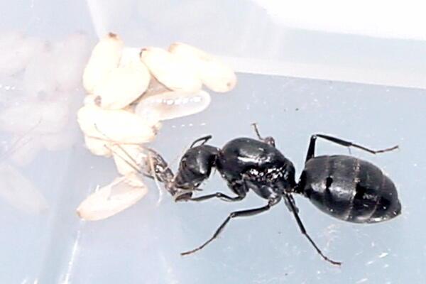 クロオオアリ女王と蛹・羽化したての働き蟻