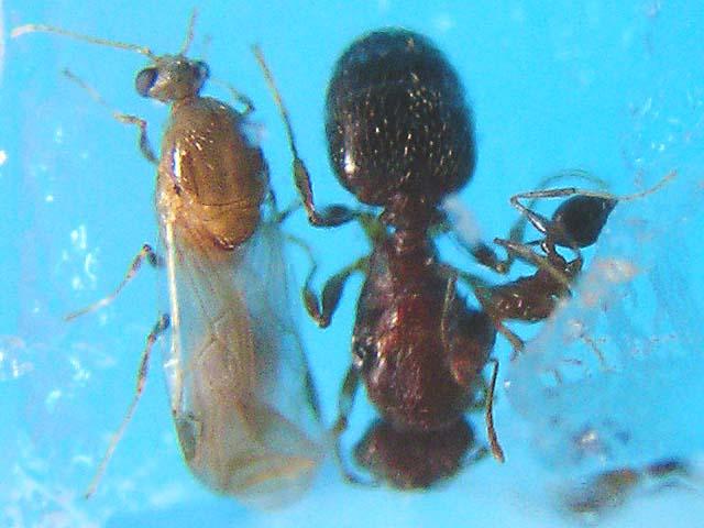 オオズアリ雄・女王・働きアリ